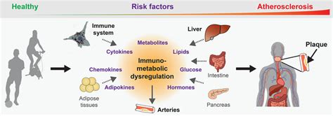 Immunometabolic Dysregulation Promotes Atherogenesis Different Organs