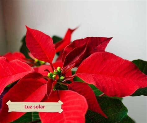 C Mo Cuidar La Poinsettia O Flor De Pascua A En Verde Medio De