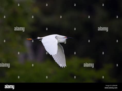 Snowy Egret In Breeding Plumage Stock Photo Alamy