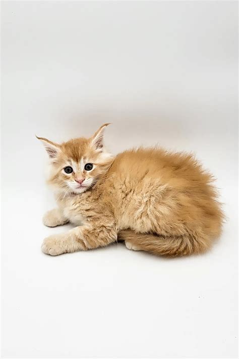 Maine Coon Kittens For Sale Quilt Maine Coon Kitten Purebred Kitties
