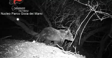 I Cuccioli Dell Orsa Amarena Stanno Bene Il Video Notturno Diffuso Dal