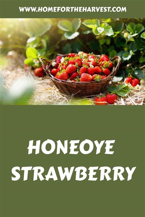 Honeoye strawberry 🍓 🌿 Delight in this extra-sweet variety