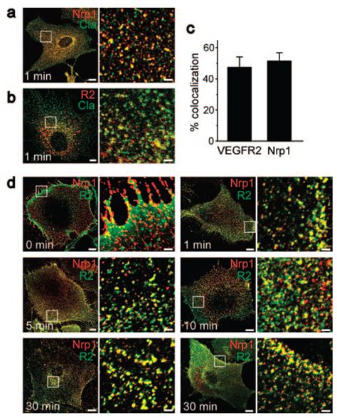 Nrp1 And Vegfr2 Colocalized With Clathrin And With Each Other During