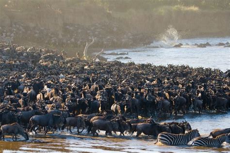 5 Days Masai Mara And Serengeti Safari Focus East Africa Tours