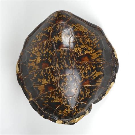 Large 13-Plate Turtle Shell with Marginal Damage, 70cm Long - Natural History - Industry Science ...