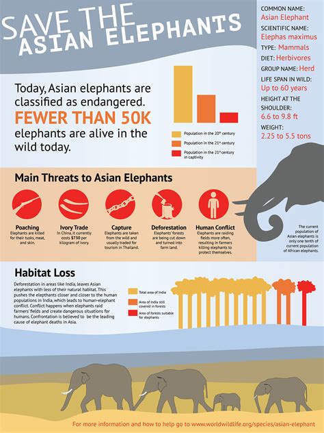 Asian Elephants Infographic Behance