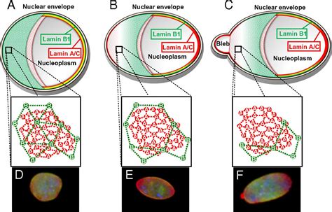 Concentric Organization Of A And B Type Lamins Predicts Their Distinct