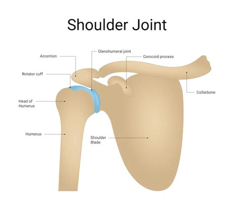 Premium Vector Structure Diagram Of Human Shoulder Joint