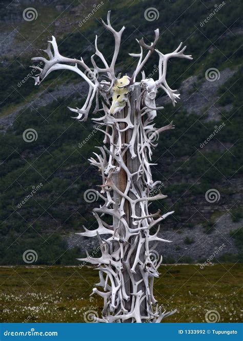 Reindeer Antlers Collection Stock Photo - Image of wild, horn: 1333992