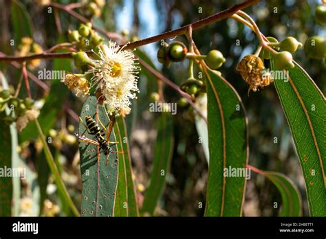 Australian Native Wildflowers Eucalyptus Tereticornis White Flowers