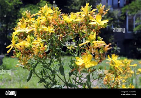 Hypericum Perforatum En La Naturaleza N Conocido Como Hierba De