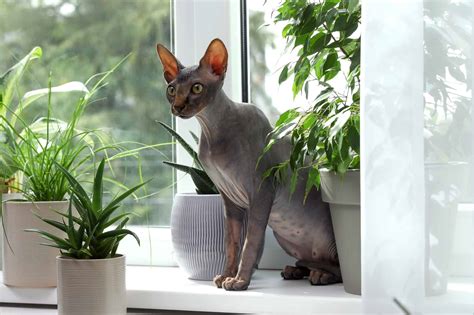 Grey Sphynx Cat: Facts, Genetics & FAQs (With Pictures)