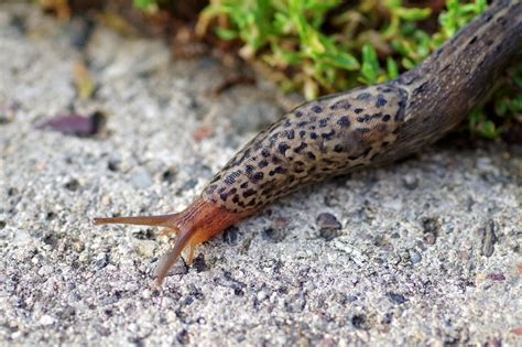 Lumaca quattro nasi: curiosità inaspettata su animale invertebrato