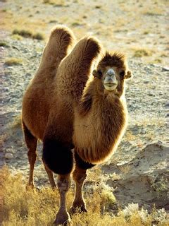 The Bactrian Wild Camel | The Wildlife