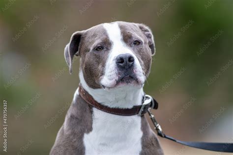 A Male Grey Colored Pitbull Or Blue Nose Pitbull Dog With A Black