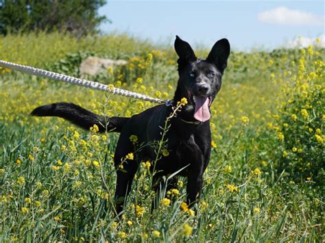 Dog Shelter In Nicosia Simba Animal Aid Cyprus