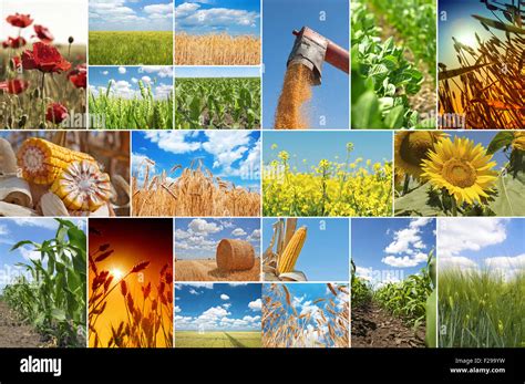 Collage Con Fotos Acerca De La Agricultura Fotografía De Stock Alamy