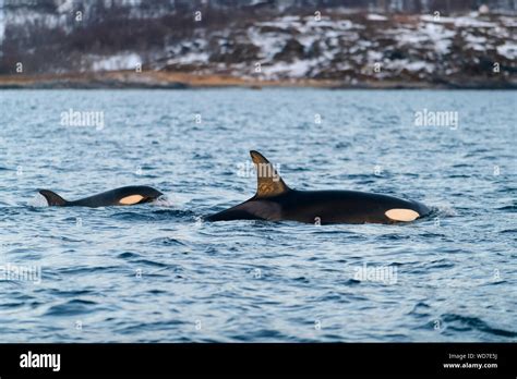 Killer Whales Hi Res Stock Photography And Images Alamy