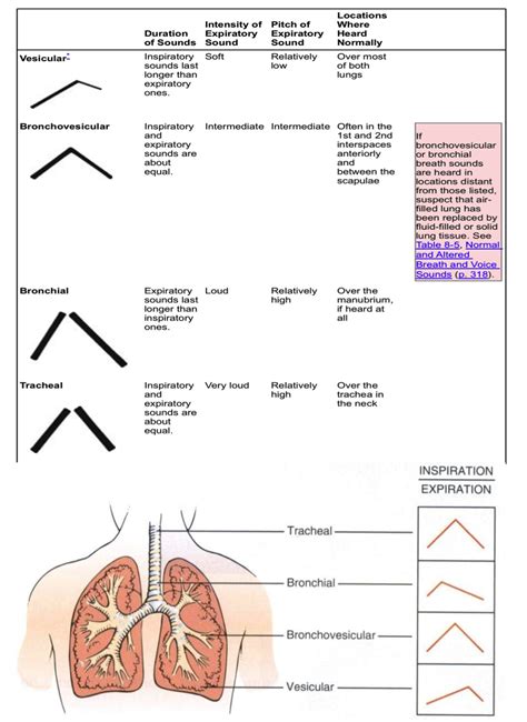 Breath sounds, Lung sounds, Bronchial