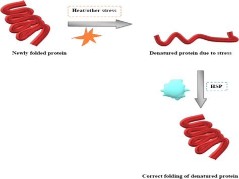 Denatured Protein