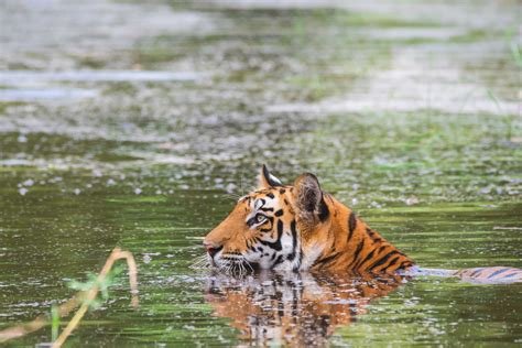 Nepal Has Doubled Its Tiger Population—but At What Price
