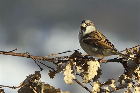 Moineau domestique - Passer domesticus | Biodiv'Cévennes - Parc ...