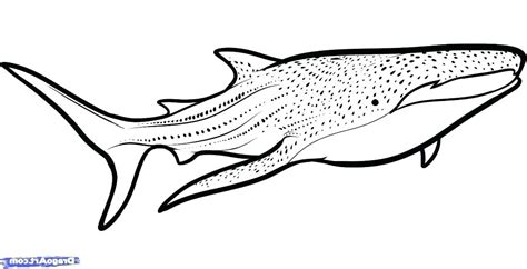 Whale Shark Coloring Page at GetColorings.com | Free printable ...