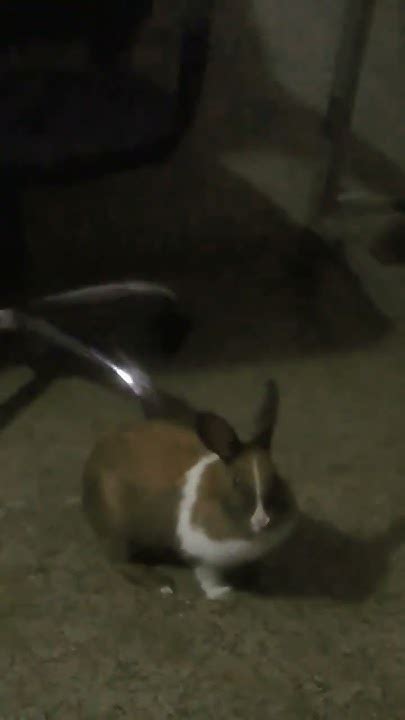 Cute Rabbit Being Cool 😎 🤩🤩🥰🥰😘😘😍😍😂😂 Lzg Amazing Satisfyingvideo