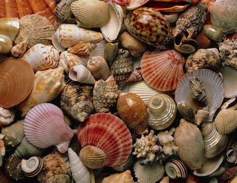 Collection Of Sea Shells Stock Image Z Science Photo Library