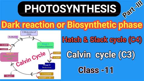 NEET 2020 Dark Reaction Of Photosynthesis Calvin Cycle Hatch Slack