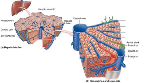 Hepatocytes Diagram