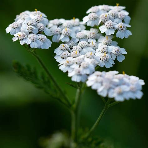 Las mejores plantas medicinales para la inflamación La magia y el