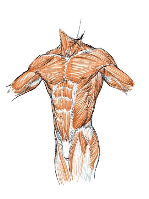 Hip Muscle Movement Human Anatomy Drawing Human Anatomy Art Anatomy