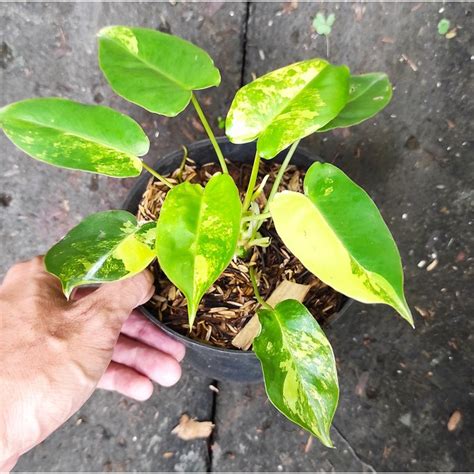 Jual Philodendron Burlemax Variegata Tanaman Hias Philodendron Burle