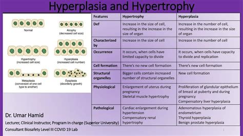hypertrophy physiological  pathological hypertrophy cellular