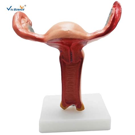 Medicalanatomy Female Reproductive System Anatomical Vagina Model Buy