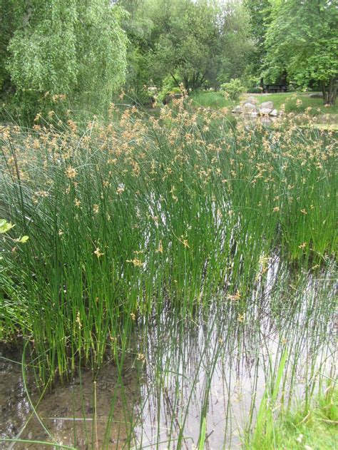 Schoenoplectus lacustris (Scirpus lacustris)