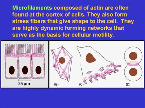 The Cytoskeleton Microfilaments Essential Cell Biology