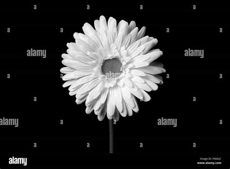 White Flowers 02 Stock Photo Alamy