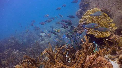 Tanote Bay Dive Site Koh Tao Black Turtle Dive