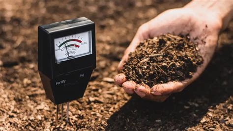 How To Lower Soil PH In Potted Plants 5 Best Ways