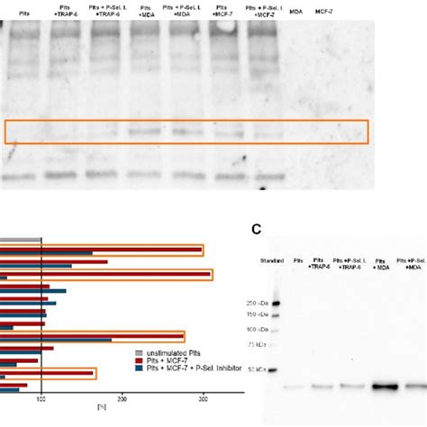 P Selectin Inhibition Impacts Platelets´secretionplatelets´secretion Download Scientific