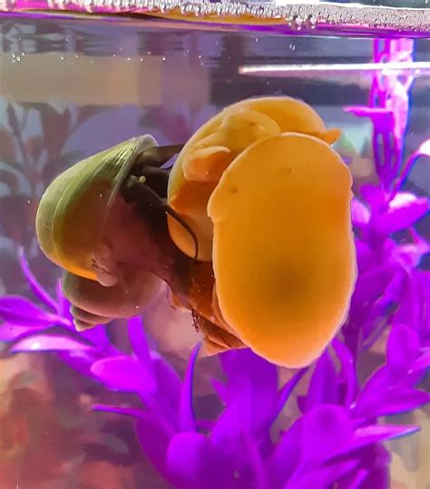 Care Guide For Mystery Snails: Benefits And Diet