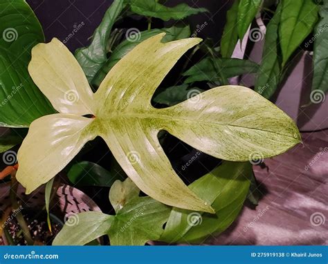 Bright Cream Color Leaf Of Philodendron Florida Ghost A Rare And Exotic Tropical Plant Stock