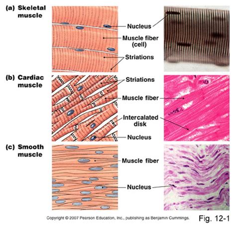 Module 11 Muscle Flashcards Quizlet