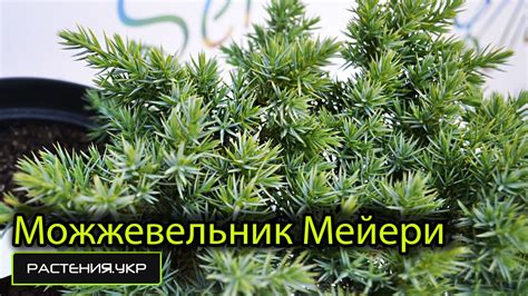 Можжевельник Мейери / посадка можжевельника - YouTube