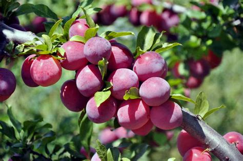 Purple Leaf Plum Trees Plant Grow And Care