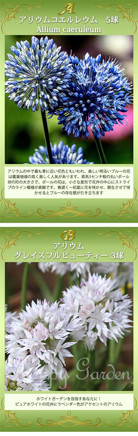 楽天市場お試し球根セット 植えっぱなし 秋植え 球根 選べる20品種 27球 セットお届け中 メール便 小球根原種チューリップ 原種