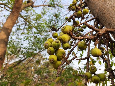 Ficus Racemosa Fruits Stock Image Image Of Figs River 276326299