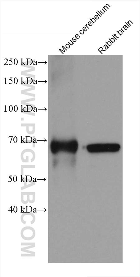 Gad1 Antibody 67648 1 Ig Proteintech 武汉三鹰生物技术有限公司